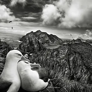 Les Mouettes Amoureuses Louannec